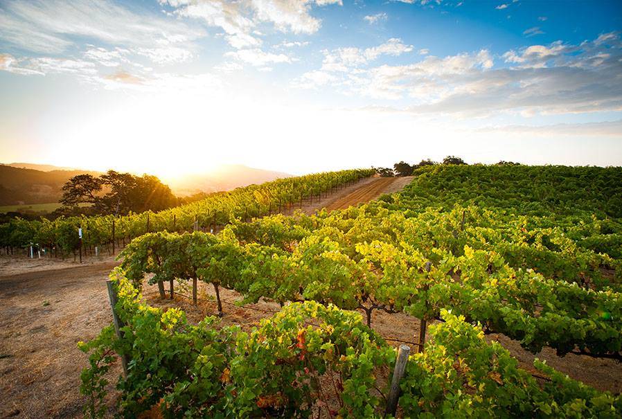 kerry wines photo 2